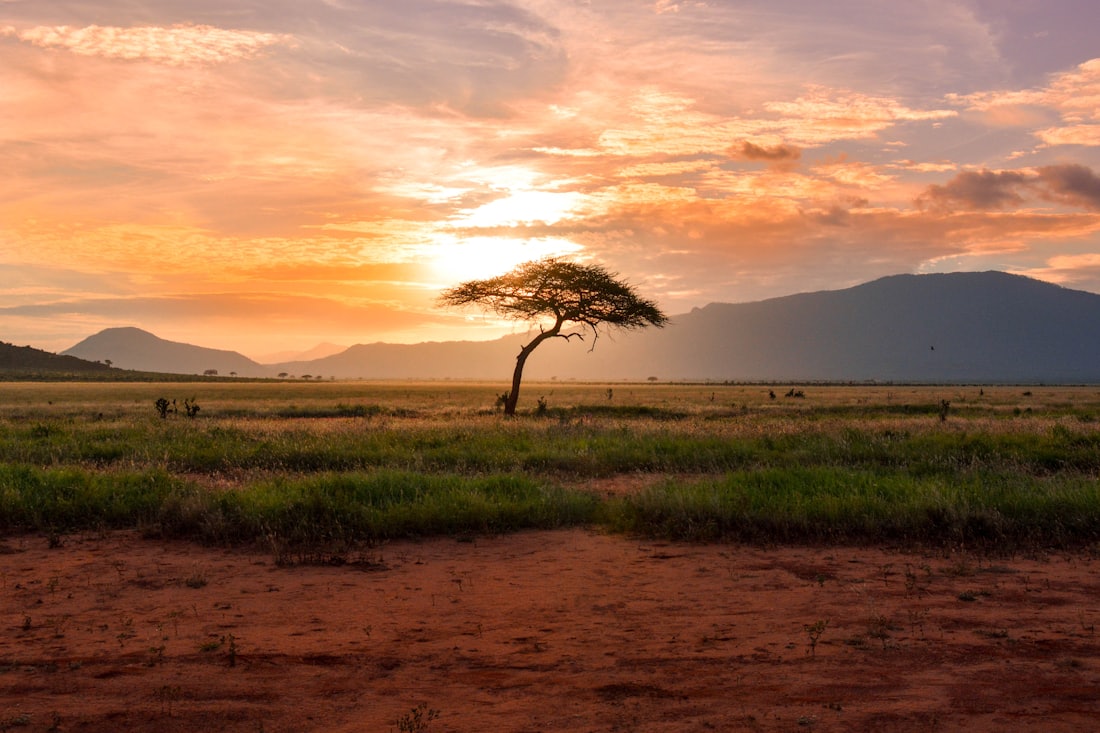 Lone tree on the African savanna at golden hour