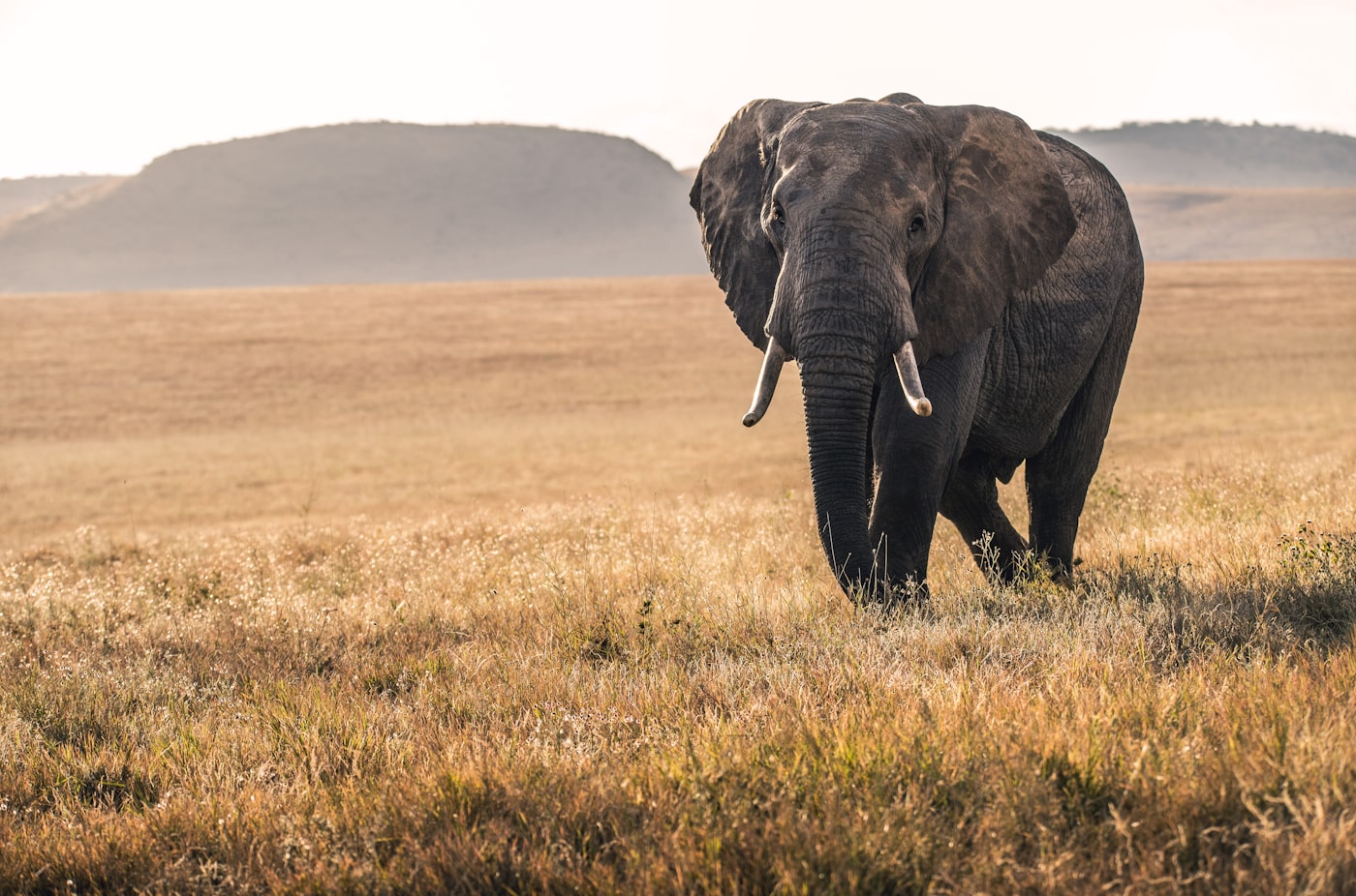 Elephant in the African savanna grasslands at golden hour